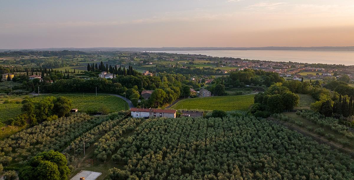 Olivenhaine des Frantoio Veronesi mit Blick auf den Gardasee